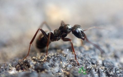 蚂蚁粉的功效