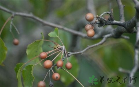 棠梨的药用价值_棠梨的副作用