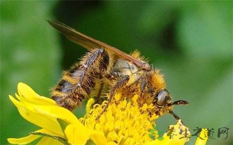 土蜂的药用价值_土蜂的副作用
