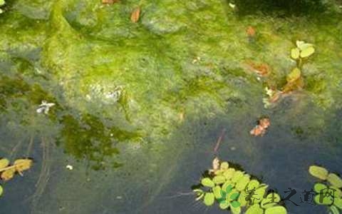 水绵的药用价值_水绵的副作用