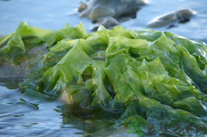 海藻的功效与作用_海藻的药用价值