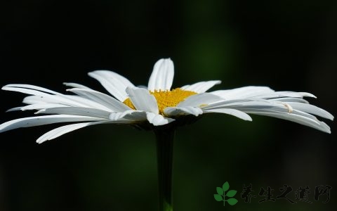 山菊花的药用