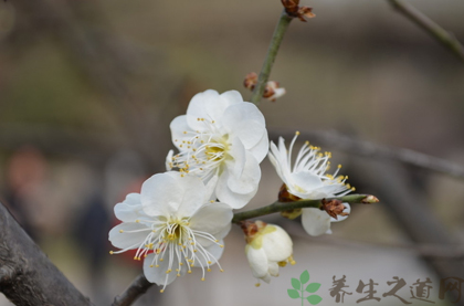 白梅花的功效与作用_白梅花的药用价值