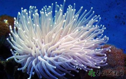 珊瑚的功效与作用_珊瑚的药用价值
