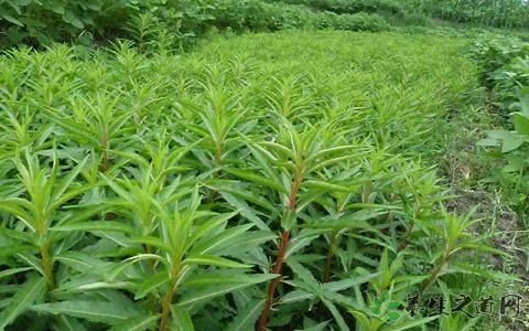 赶黄草的功效与作用_赶黄草的药用价值