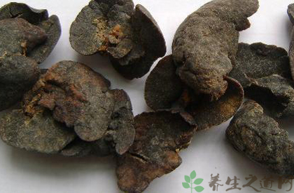 水獭肝的功效与作用_水獭肝的药用价值