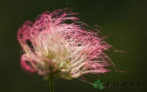 合欢花的功效与作用