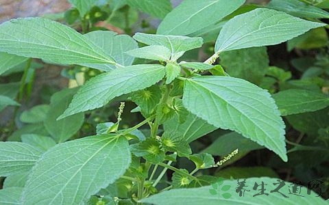 铁苋菜的药用价值_铁苋菜的副作用