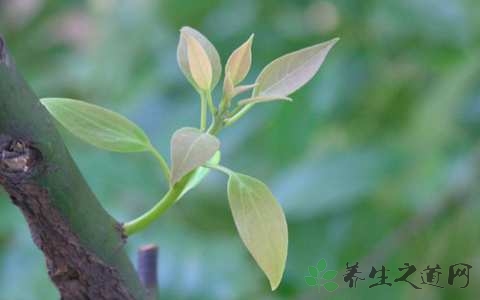 樟树叶的药用价值_樟树叶的副作用