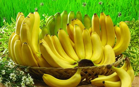 胃不好可以吃香蕉吗