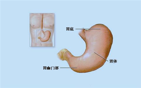 胃在哪个位置