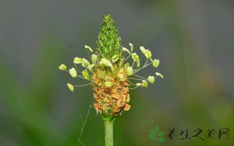 睾丸鞘膜积液需要手术吗