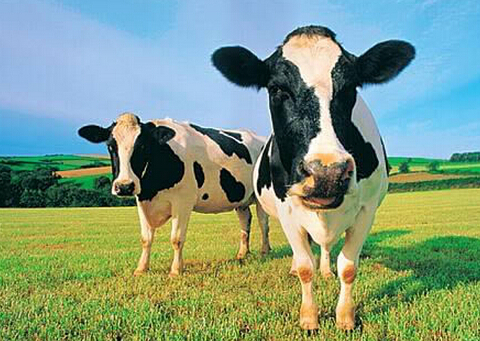 奶牛抗体有助开发疾病新疗法-奶牛抗体的作用