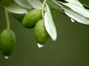 食用橄榄的注意事项-橄榄的功效与作用