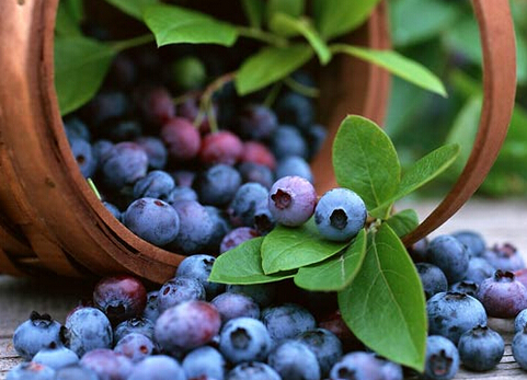 吃点蓝莓可以消脂除油-吃蓝莓的好处