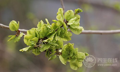 5种不花钱的野菜比补药还补！每家必备