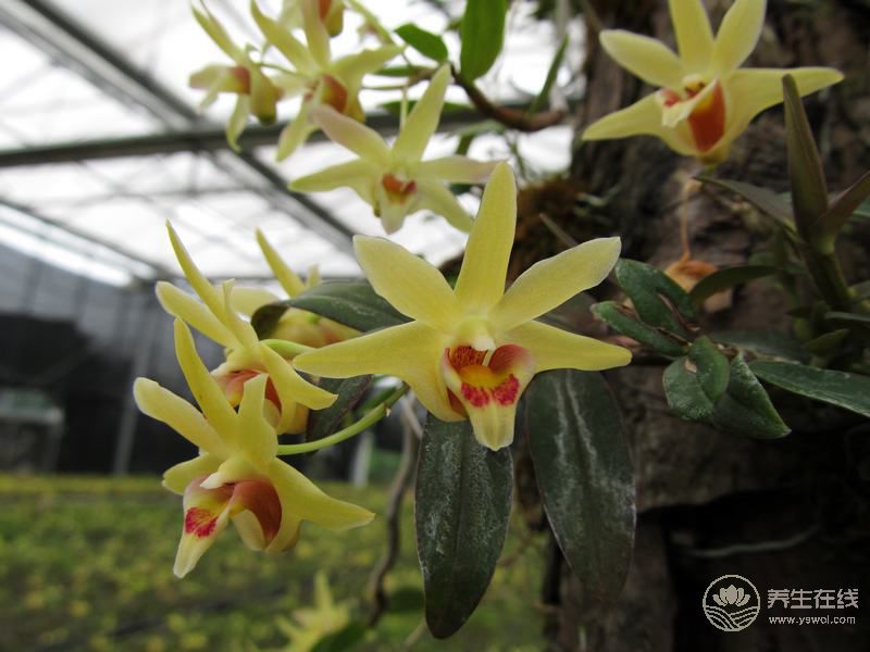 这九种花 泡茶做菜都养生