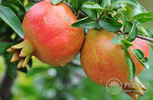 石榴维生素c含量是苹果2倍，每天1个抗衰老
