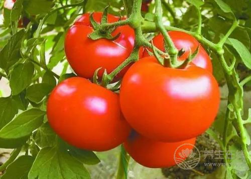 4种危害健康的西红柿千万别买  优质西红柿是怎样的