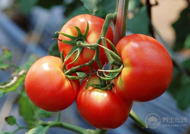 4种危害健康的西红柿千万别买  优质西红柿是怎样的