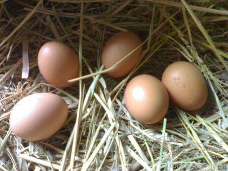 普通鸡蛋和土鸡蛋营养哪个更有营养？