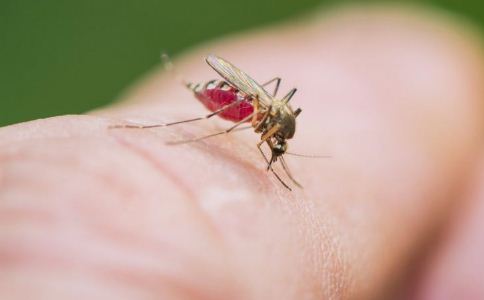 警惕：灭蚊剂对人都有害