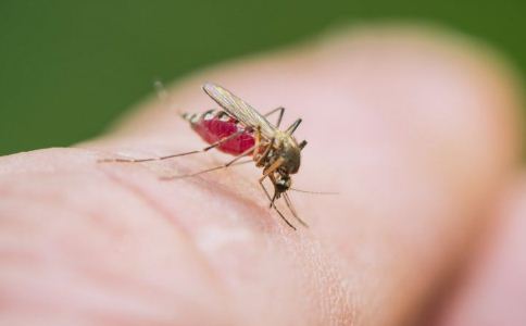 驱蚊的方法 蚊虫多怎么办 被蚊子咬了怎么办
