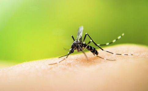 驱蚊的方法 蚊虫多怎么办 被蚊子咬了怎么办
