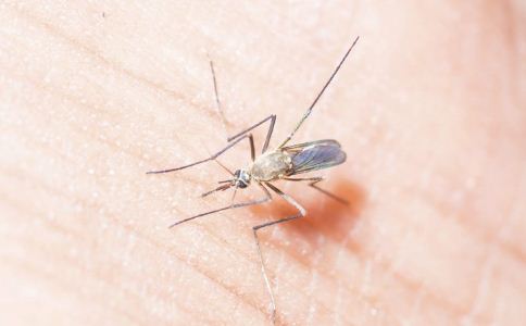 为什么蚊子只咬你 夏季如何驱蚊0 为什么蚊子只咬一个人