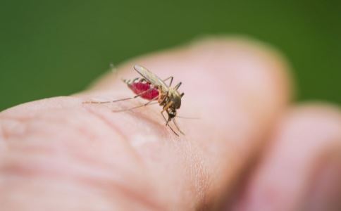 夏季蚊虫密度高峰期 试试6种天然止痒方