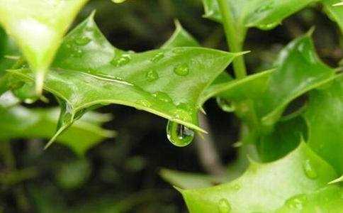 枸骨叶泡水喝的禁忌 枸骨叶泡水喝的副作用 枸骨叶泡水喝的坏处