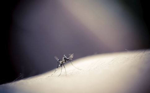 怎么驱蚊有效果 哪些人容易招蚊子 驱蚊的方法有哪些