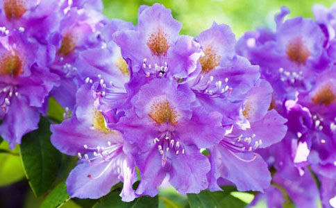 紫杜鹃泡水喝的功效 紫杜鹃泡水喝的作用 紫杜鹃泡水喝的好处