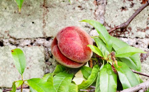 夏季吃瓜果防治疾病的方法