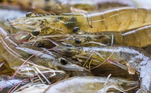 虾怎么吃补肾 虾补肾的吃法 怎么吃虾才能补肾