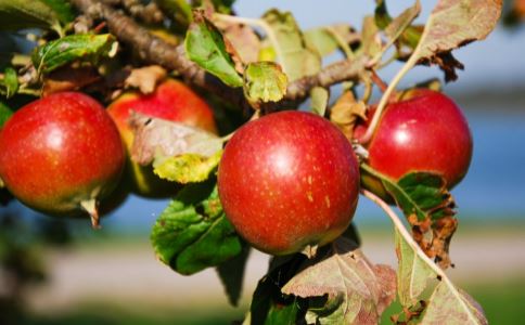 苹果的营养价值 吃苹果有哪些好处 吃苹果的好处有哪些