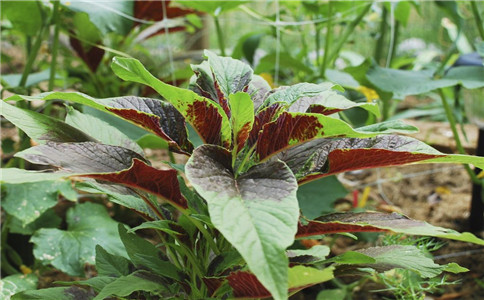 吃哪些野菜保健 有营养的野菜 哪些野菜可以吃