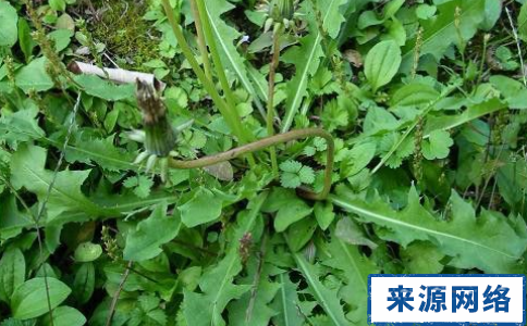 夏季吃什么菜好 哪些苦味蔬菜最适合夏天食用 夏季吃什么好