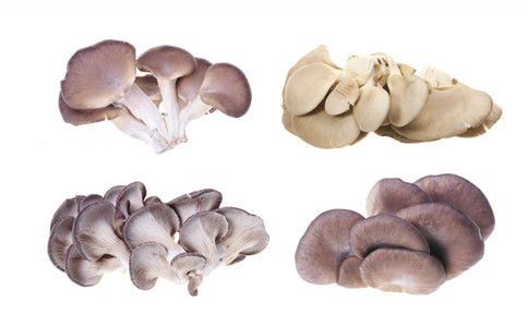 草菇有哪些营养功效 草菇的做法有哪些 草菇怎么做菜