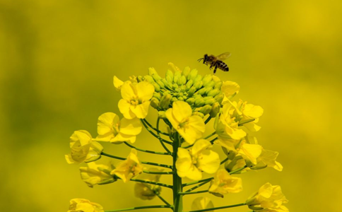 什么花粉对肝脏好 哪种花粉吃了对肝脏有好处 吃花粉有什么好处