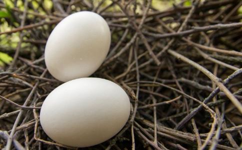 什么是鸽蛋 鸽蛋的营养价值 鸽蛋的食疗功效 鸽蛋