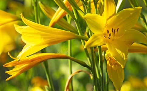 什么是黄花菜 黄花菜营养价值 黄花菜食疗功效