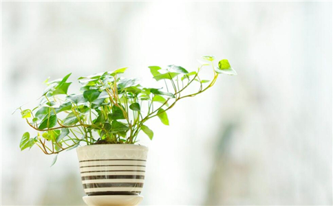 灰尘 细菌 吸毒 家居保健 室内植物 室内吸毒植物