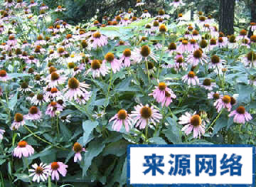 草药 防治 感冒 康复 紫松果菊 