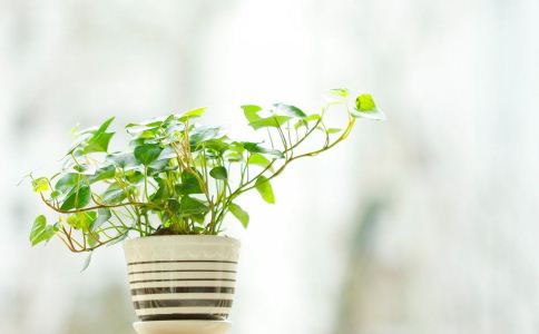 哪些植物能帮新房子排毒 排毒植物 养植物 室内污染 通风换气