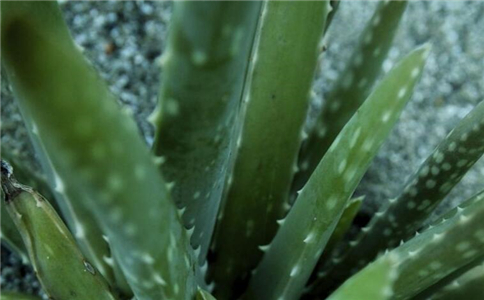 家居植物 预防疾病 保健 健康 绿色植物 净化空气