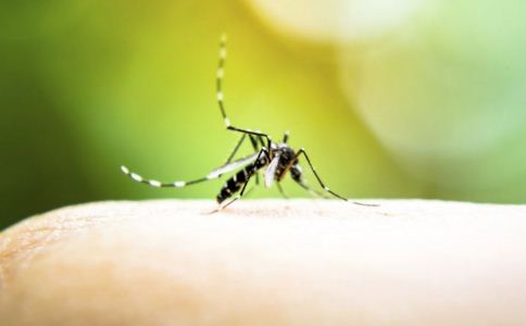 蚊子 驱蚊 拍死蚊子 吸血 细菌 真菌感染 感染