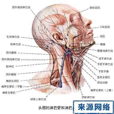 身体养护 癌症预防 身体哪些部位易患癌