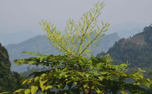 预防龋齿的中药有哪些 哪种中药能预防龋齿 如何预防龋齿