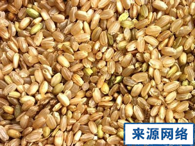 米的保健功效 粳米的功效与作用 糙米的功效与作用